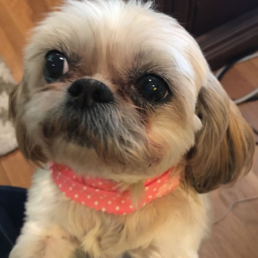 Meet your Posher, Martha